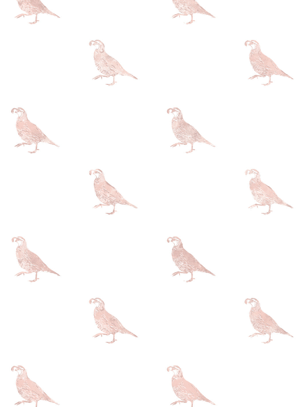 california quail wallpaper by nathan turner pink