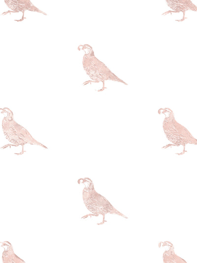 california quail wallpaper by nathan turner pink